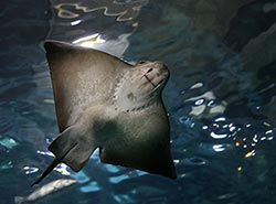 Attractions in Barcelona - Aquarium in Barcelona