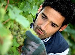 Activities in Barcelona - Teambuilding in Barcelona - Grape Harvest